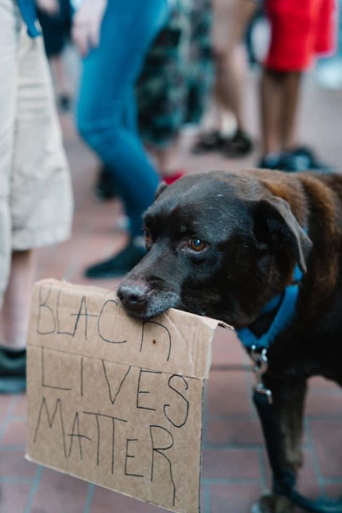 https://static.boredpanda.com/blog/wp-content/uploads/2020/06/dogs-good-boys-protesting-for-justice-3-5edde39119f72__700.jpg