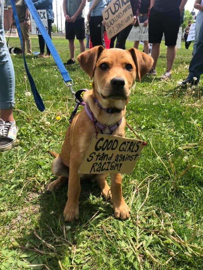 https://static.boredpanda.com/blog/wp-content/uploads/2020/06/dogs-good-boys-protesting-for-justice-4-5edde3baa99c5__700.jpg