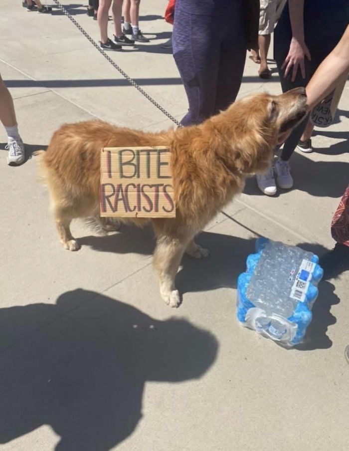 https://static.boredpanda.com/blog/wp-content/uploads/2020/06/dogs-good-boys-protesting-for-justice-44-5edde44d9e4cc__700.jpg