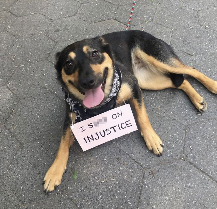 https://static.boredpanda.com/blog/wp-content/uploads/2020/06/dogs-good-boys-protesting-for-justice-55547-5eddf209671c7__700.jpg