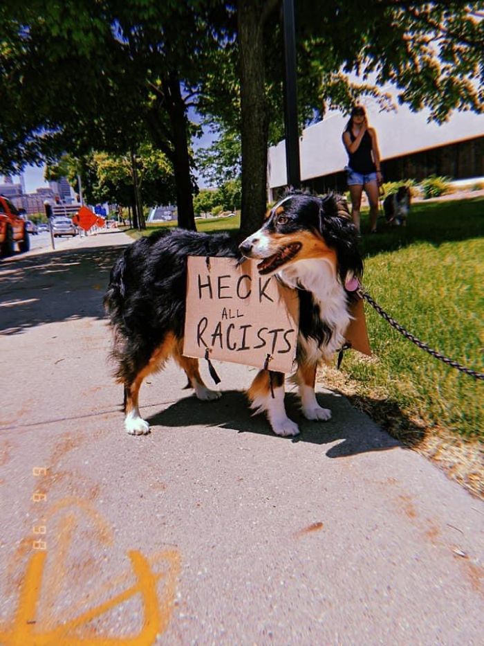 https://static.boredpanda.com/blog/wp-content/uploads/2020/06/dogs-good-boys-protesting-for-justice-64-5edde3d09ce3e__700.jpg
