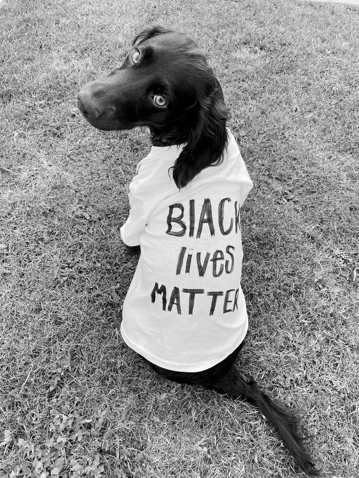 https://static.boredpanda.com/blog/wp-content/uploads/2020/06/dogs-good-boys-protesting-for-justice-73-5edde4be3b0e9__700.jpg