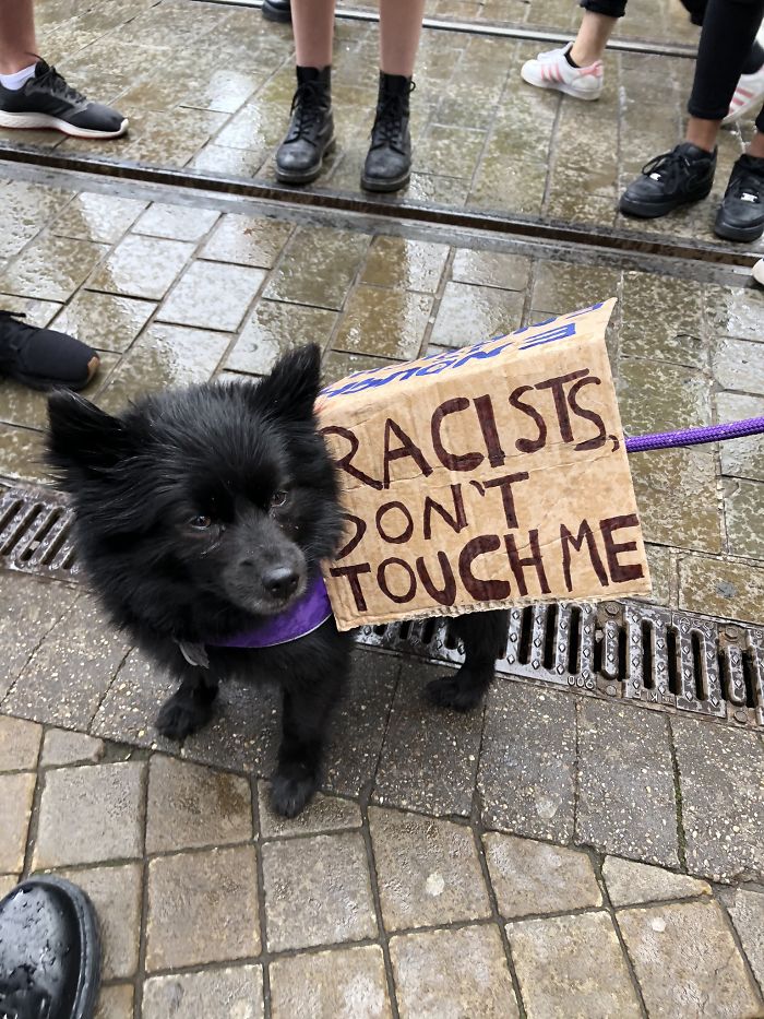 https://static.boredpanda.com/blog/wp-content/uploads/2020/06/dogs-good-boys-protesting-for-justice-79-5edde4c10bd8f__700.jpg