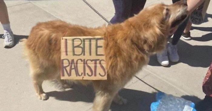 People Are Posting Pics Of Dogs Protesting For Justice, And They’re Too Cute (30 Pics)