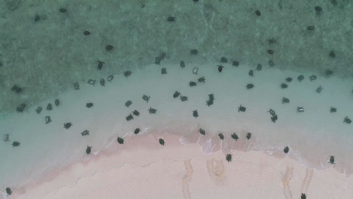 Scientists Use Drone Tech To Capture Striking Footage Of Colony Of 64,000 Green Sea Turtles