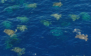 Scientists Use Drone Tech To Capture Striking Footage Of Colony Of 64,000 Green Sea Turtles