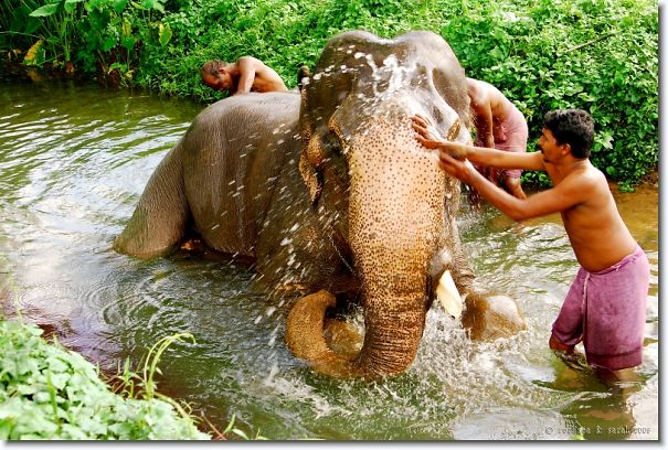elephant_bathing_002-5ed90d777a078.jpg