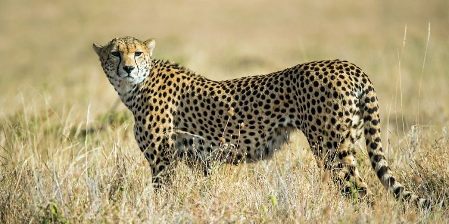 Top 10 Fastest Land Animals In The World Top 10 Fastest Land Animals In The World