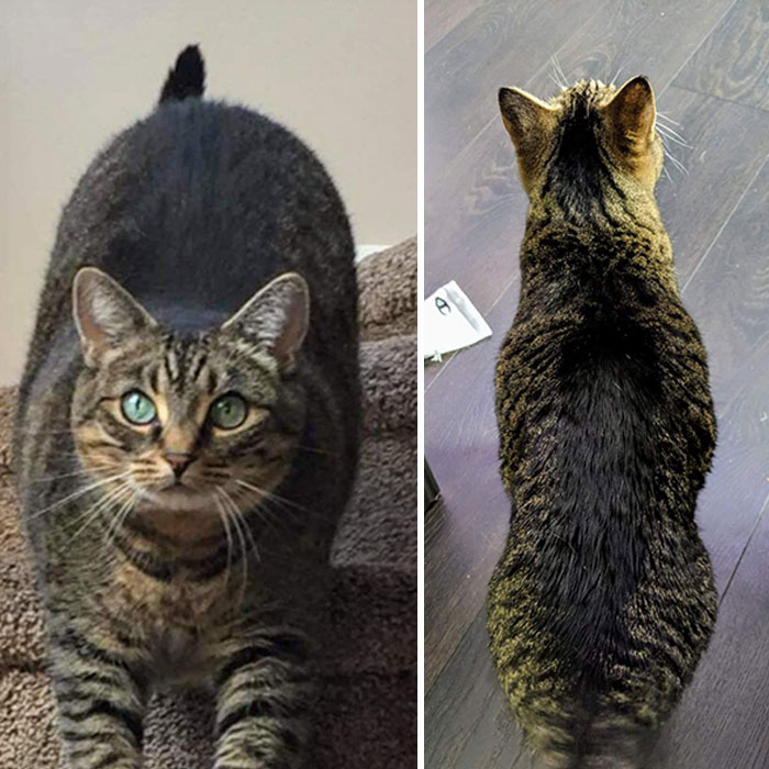 Molly's Transformation - 14.5 lbs To 10.3 lbs. Thought You Guys Would Appreciate Her Hard Work