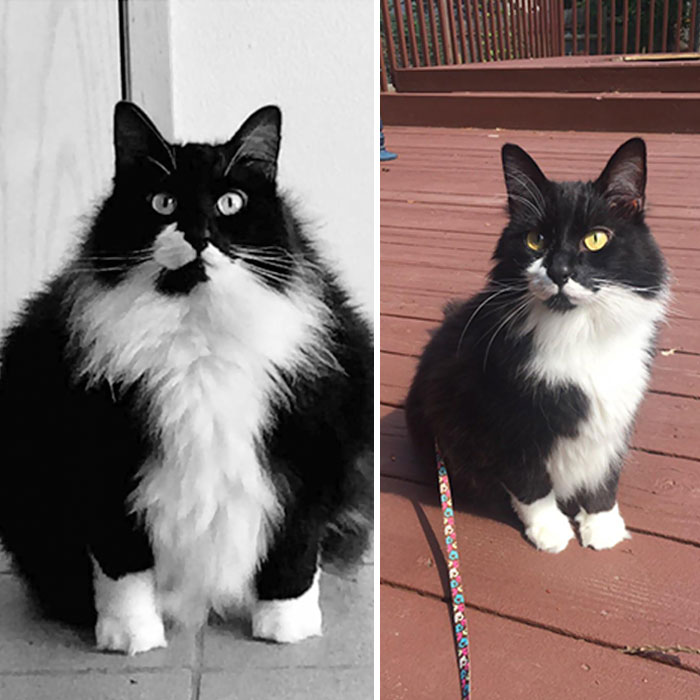 50 Cats That Went From Being Mega Chonkers To Lean Floofs Bored Panda,Butter Chicken Recipe Ingredients