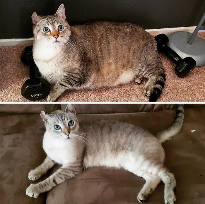 Tommy Boy Has Been Successfully Dechonked