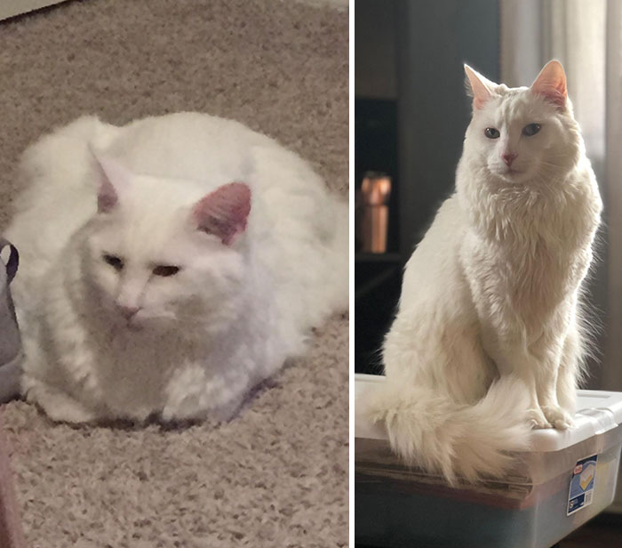 From Almost 20 lbs To 14 lbs. He’s A Larger Cat Than Normal But Now He’s A Lean, Large Cat