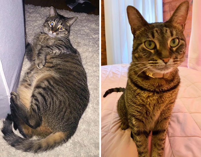 From Heckin Hefty Chonk To Small Chonk. Proud Of Her Dechonkin' Progress