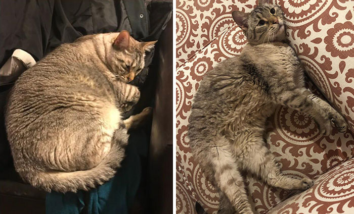 Stan Has Successfully Dechonked At 10 Years Old. He’s Got A Long Life Ahead Of Him