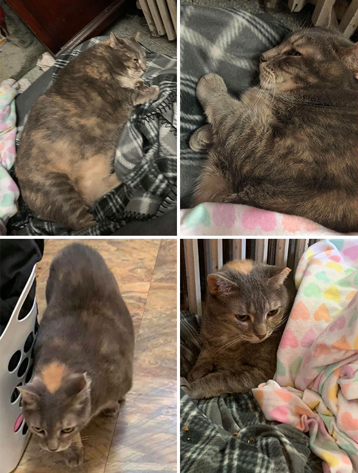This Is Amy. She’s Been Living At The Shelter For Over A Year And No One Wanted Her Because She Has Weight Issues. But I Do As Well So We’re On A Diet Together