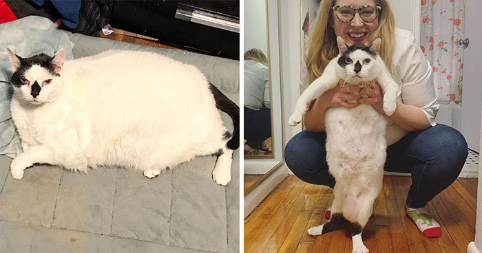 50 Cats That Went From Being Mega-Chonkers To Lean Floofs