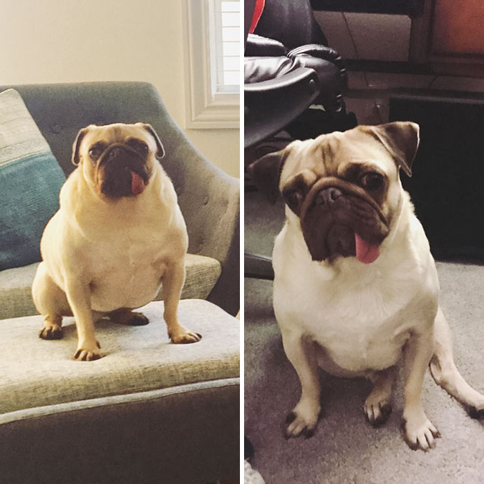 My Rescue Boi Was An Absolute Unit When We Lived At My Parents' House Because They Gave Him Constant Table Scraps. Now He's A Tight, Fit Little Nugget