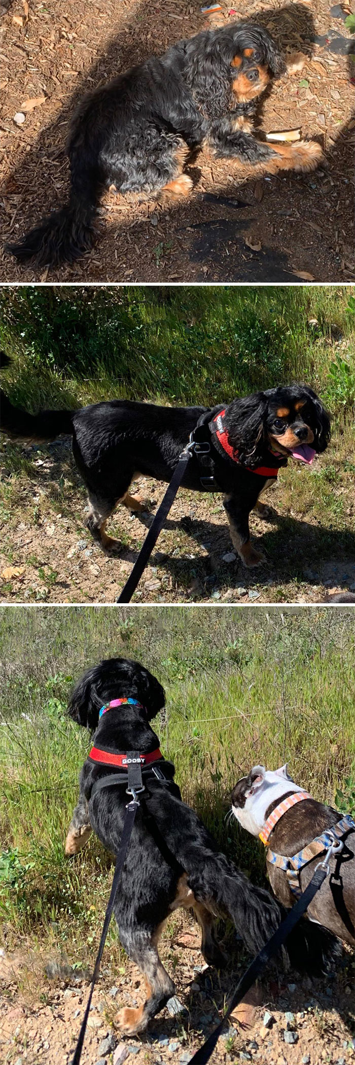 My Dog One Year Apart. I Thought I’d Share His Journey - He’s Not Quite As Active As The Other Dog But He’s Doing So Much Better