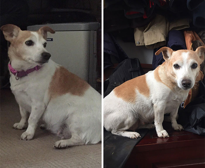 Rescued Honey In February When She Was Built Like A Table vs. Now