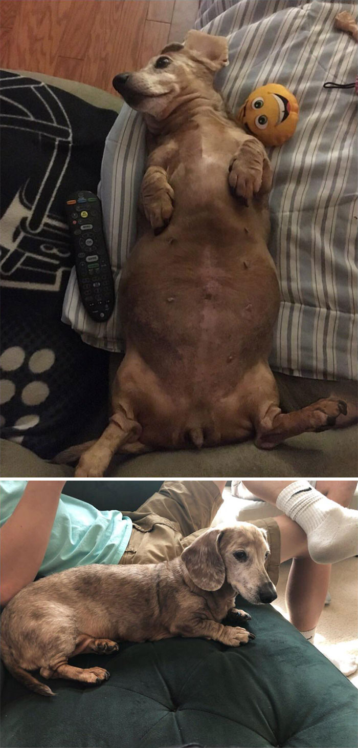 Ruby Has Been Dechonkified For A While Now, But I Wanted To Share. She Went From 24.2lbs To 15lbs. She’s Still Obsessed With Food, But I’ll Never Let Her Get Fat Again