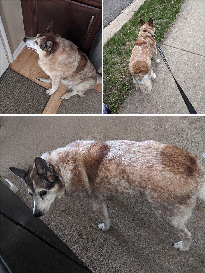 Here's Callie! Blind, Deaf, And Old, But So Much Happier Now That She's Getting Daily Walks And Losing Some Of That Fat