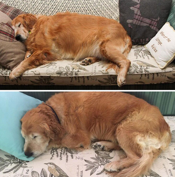 When My Parents Started Fostering Shiloh, She Weighed Twice As Much As She Should And Needed A Stool To Get Up On The Couch. She Has Finally Lost 63 Lbs
