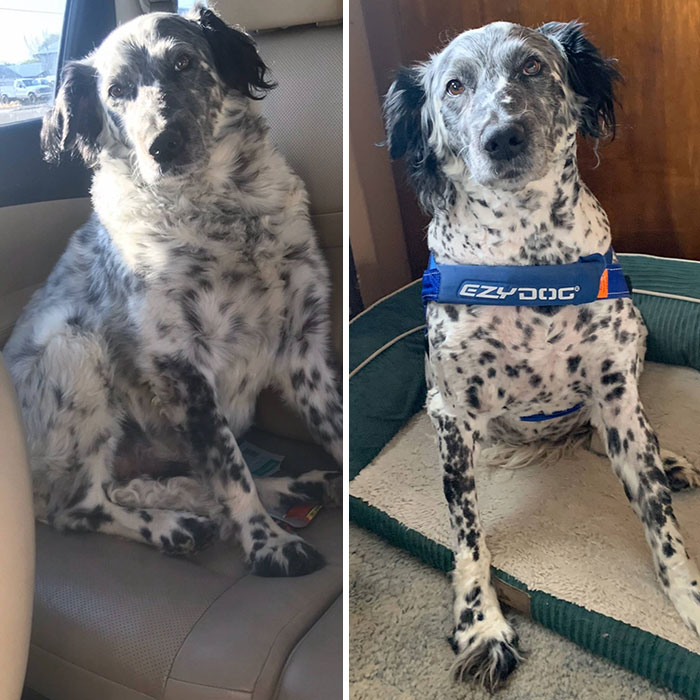 He’s A Little Bit More Shaggy, But A Lot More Chonky In His Before Picture. From 08/2019 To 04/2020 Jerry Has Lost Almost 10 Lbs