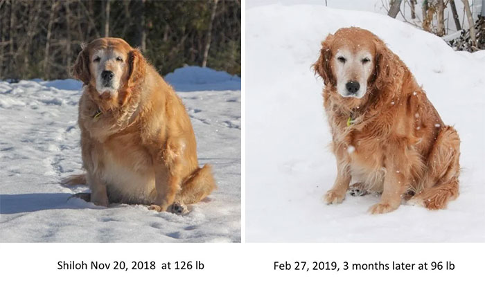Shiloh Couldn't Walk More Than 10 Meters Before Having To Stop And Rest. 3 Months Later, She's Lost 30 Pounds And Can Walk Over 1 Km Without Stopping