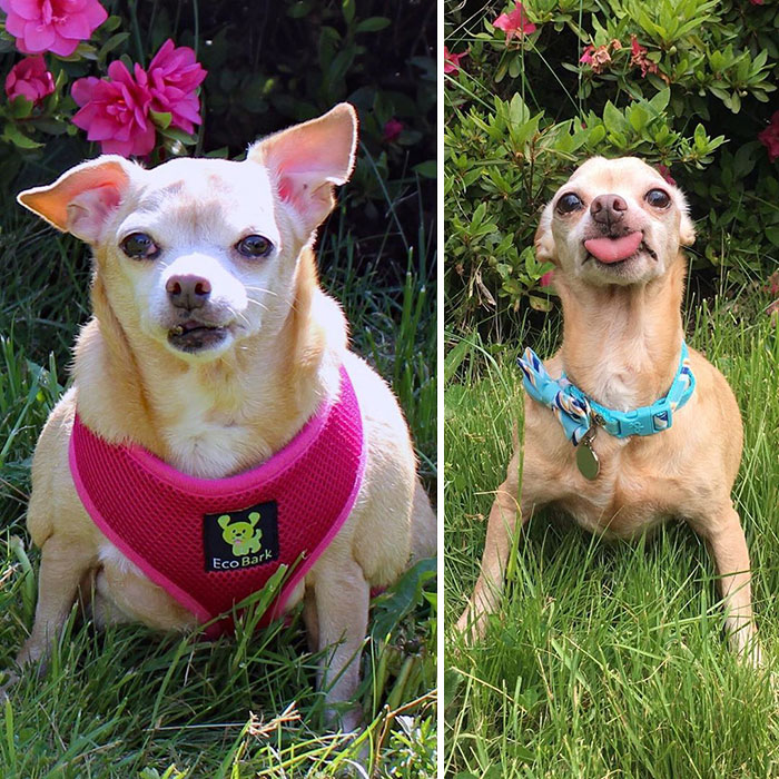 "One Year Ago vs. Today. 19 Lbs vs. 8.2 Lbs. Can You Believe That’s Me?"