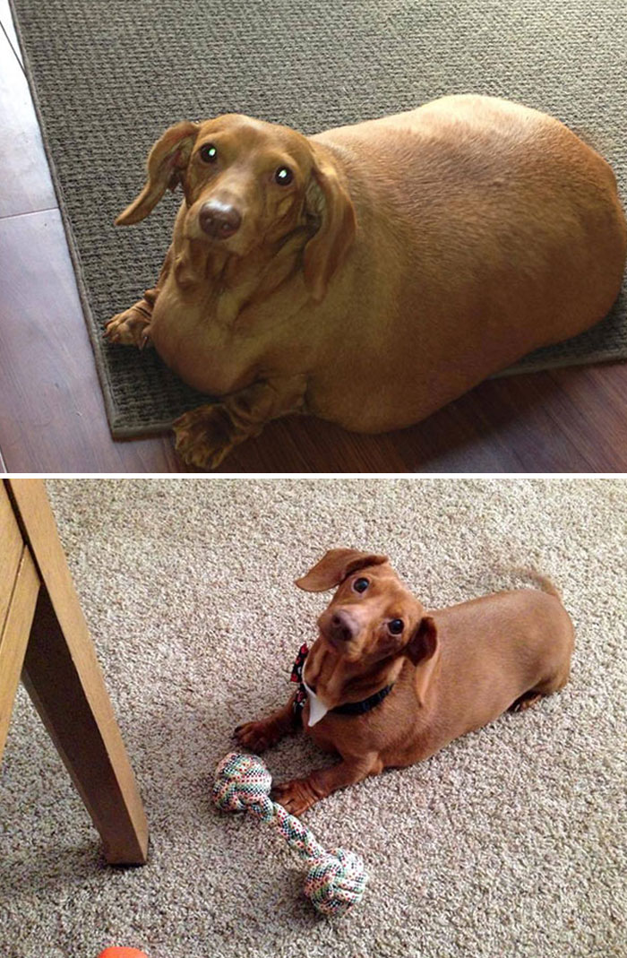 Dennis The Dieting Dog Lost 79% Of His Body Weight With Healthy Habits