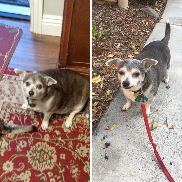 My 90-Year-Old Neighbor Hasn’t Walked Her Dog In Years So I Volunteered To Do It For Her. So Proud Of Buddy’s Weight Loss