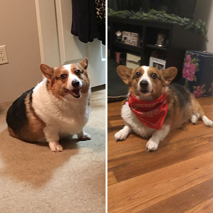 It Has Taken 2 Years Since We Adopted Her, But Reba Has Dropped More Than Half Her Weight And I Couldn’t Be More Proud Of Her