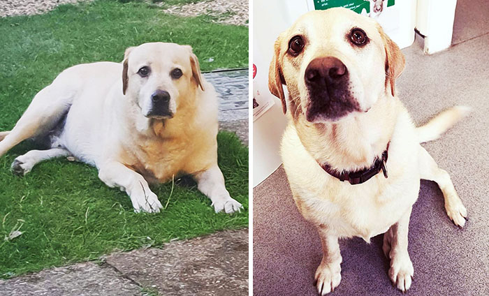 Look At Oscar’s Amazing Weight Loss. He’s Lost 6 Kg In 2 Months