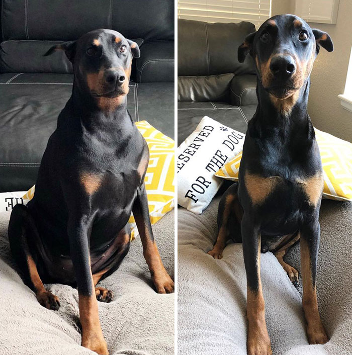 Zeus en 10 meses: de 48,5 kilos a 37