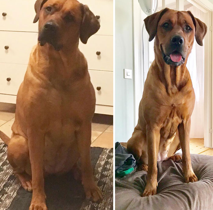 Can You Believe It’s The Same Dog? Pictures Were Taken About 10 Months In Between And 10 Kg Lighter. We Still Can't Believe Our Eyes