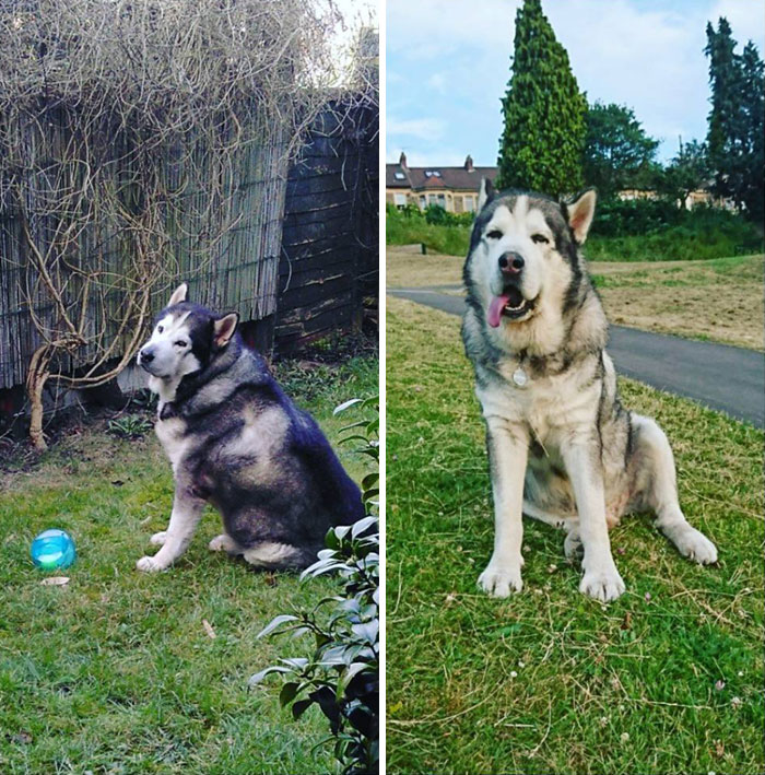"My Humans Rescued Me Six Months Ago And I Was Obese. Now I Have Lost A Lot Of My Flub And I Run Around Everyday In The Park"