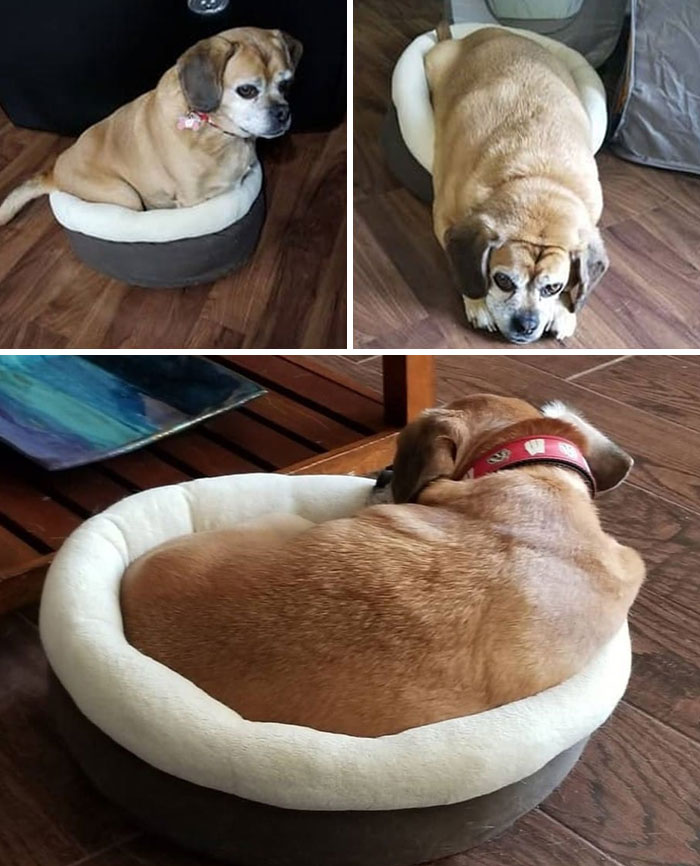 This Dog Lost So Much Weight That He Can Finally Fit In The Cat's Bed Which He Likes To Steal