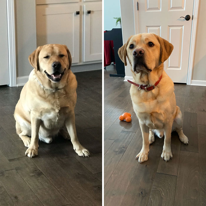 My Sister's Dog Had A Bit Of Weight Loss