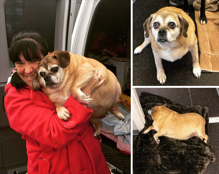 Bertha The Obese Rescue Puggle Is Losing Her Obese Title
