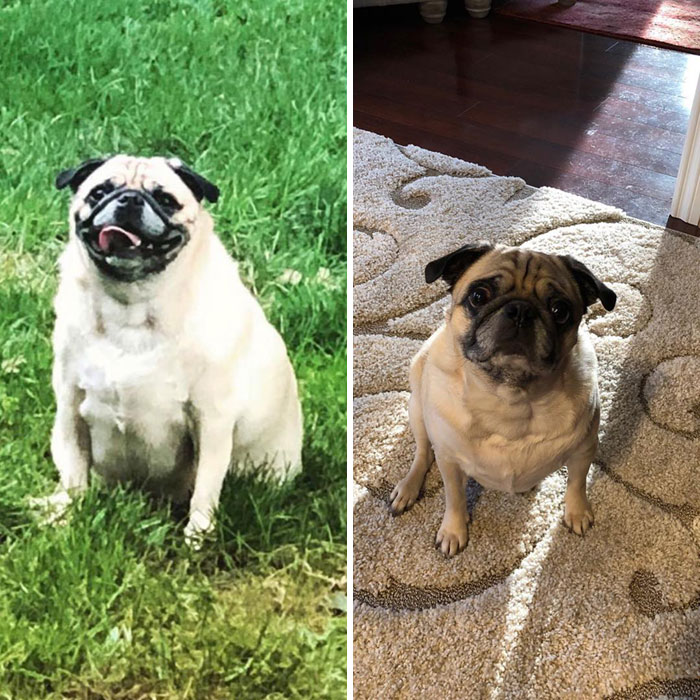 Meet Laila. These Are Her "Before" And "After/In Progress" Photos. Isn’t She The Cutest?