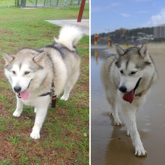 From One Of The First Days Out With Houndog Daycare In 2017 To A Beach Trip Last Week