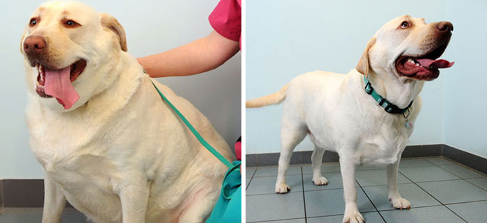 Labrador Duke Was Double His Ideal Weight Before The Pet Fit Club