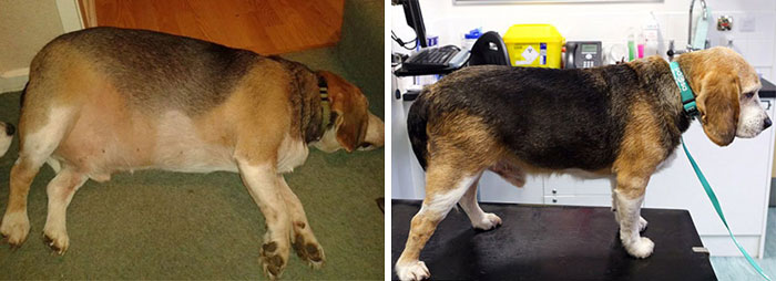 Beagle Bob, Who Was So Overweight, He Couldn’t Even Wag His Tail, Went From 40 To 26 Kg