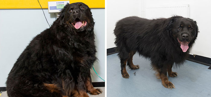 Humongous Hooch The Rotund Rottie Went From 82.2 To 69.7 Kg