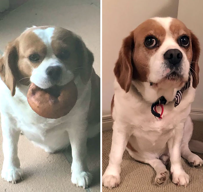 Weight Loss Journeys Aren't Just For People. Here's Some Dogspiration