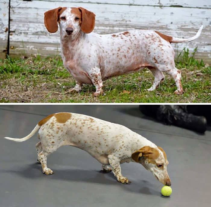 Here Is A Good Picture Showing Lucy's Weight Loss. The Top Photo Was At Around 16 Lbs. The Bottom Photo Is 13.5 Lbs