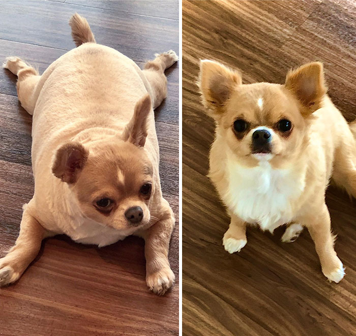 I Got Darling Belle About Two Months Ago (On The Left) And Immediately Put Her On A Diet. Show Her Some Love As She Continues Her Dechonkin’ Journey