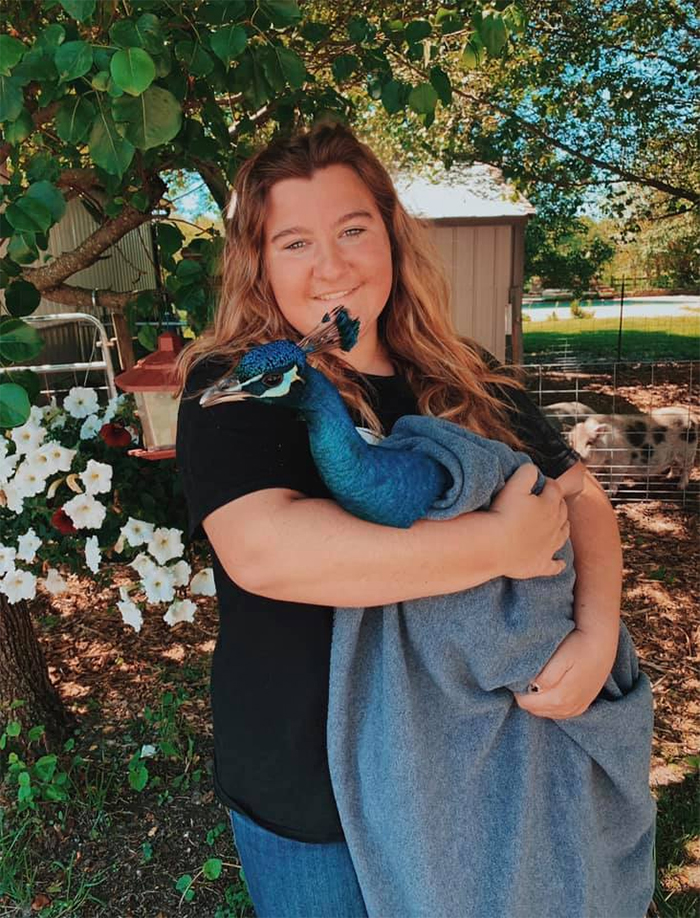 Meet Frank The Peacock - A Bird Who Traveled Over 600 Miles In Pursuit Of Love