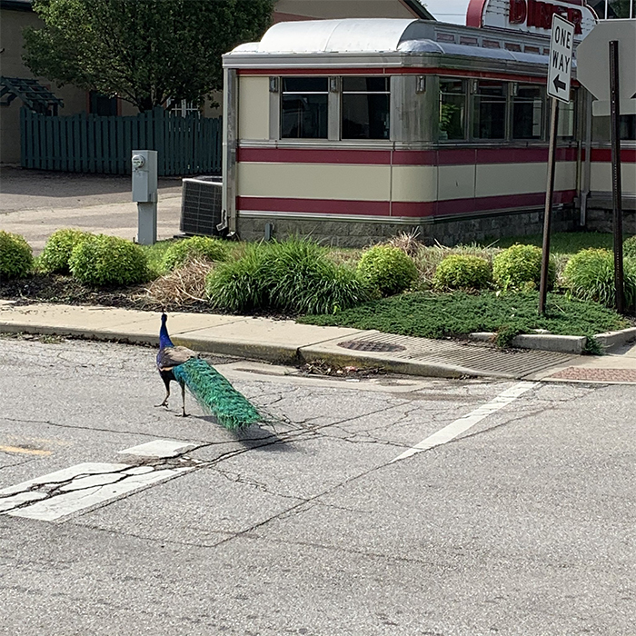 Meet Frank The Peacock - A Bird Who Traveled Over 600 Miles In Pursuit Of Love
