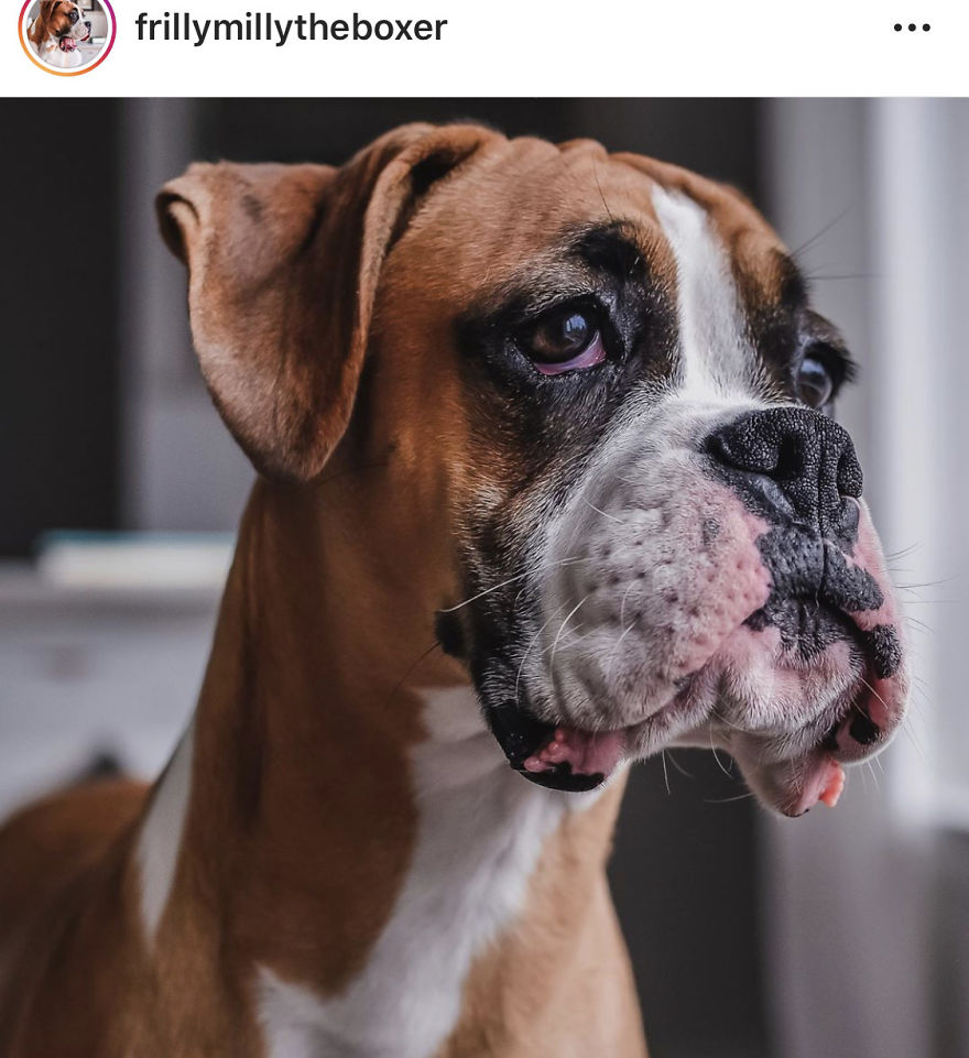 The 5 Most Adorable And Goofy Boxer Puppy Accounts On Instagram
